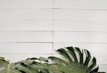 O outono está chegando! Separamos 3 plantas que se adaptam bem às mudanças de luz da estação…