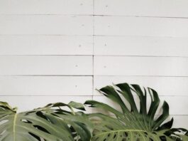 O outono está chegando! Separamos 3 plantas que se adaptam bem às mudanças de luz da estação…