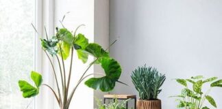 Para os que amam plantas: 5 opções para você cultivar no inverno